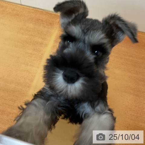 ミニチュア・シュナウザーの写真