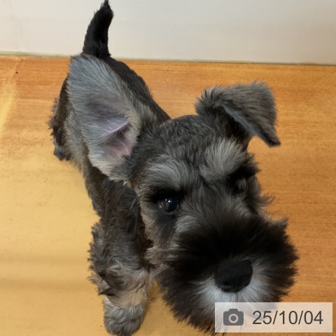 ミニチュア・シュナウザーの写真