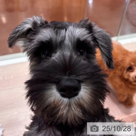 ミニチュア・シュナウザーの写真