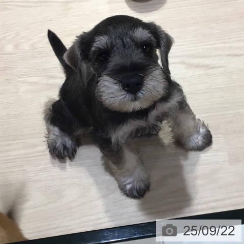 ミニチュア・シュナウザーの写真