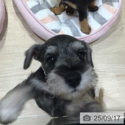 ミニチュア・シュナウザーの写真