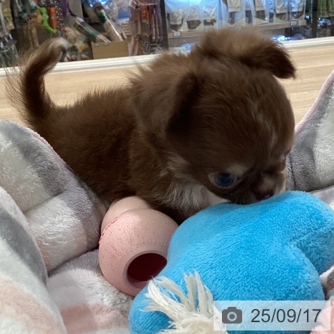 チワワの写真