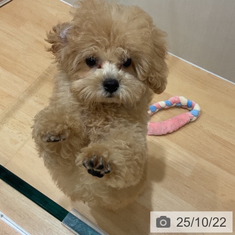 トイ・プードルの写真