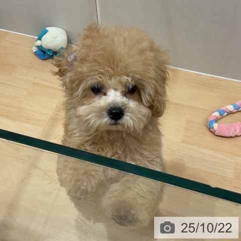 トイ・プードルの写真