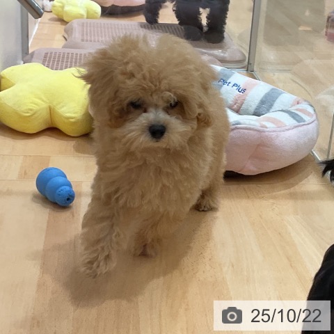 トイ・プードルの写真