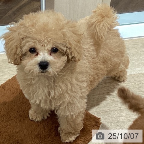 トイ・プードルの写真
