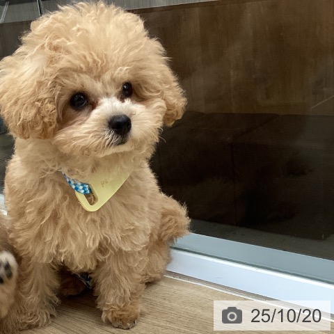 トイ・プードルの写真