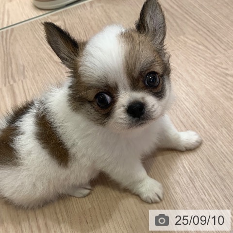 チワワの写真