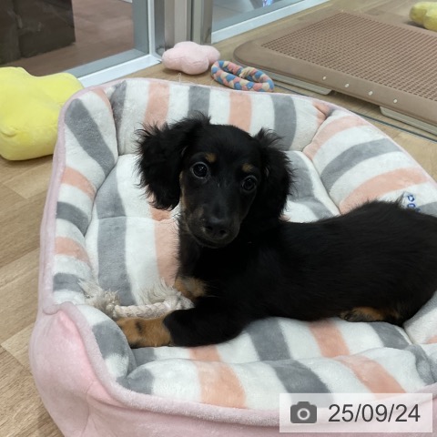 ミニチュア・ダックスフンドの写真