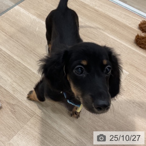 ミニチュア・ダックスフンドの写真