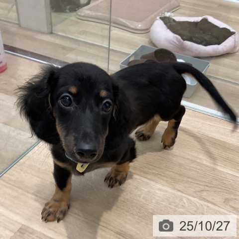 ミニチュア・ダックスフンドの写真