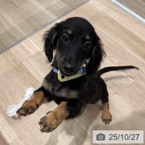 ミニチュア・ダックスフンドの写真