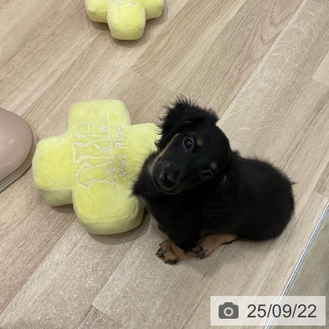 ミニチュア・ダックスフンドの写真