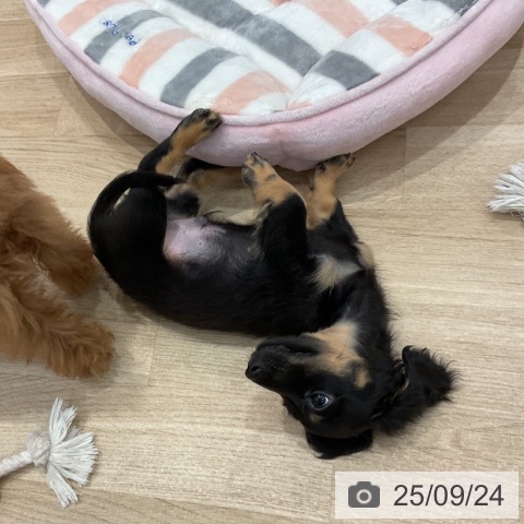 ミニチュア・ダックスフンドの写真