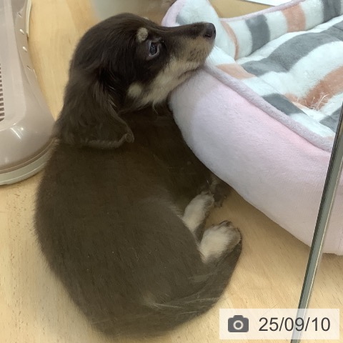 ミニチュア・ダックスフンドの写真