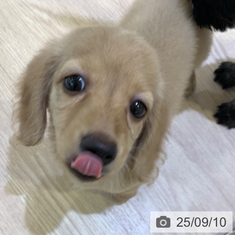 ミニチュア・ダックスフンドの写真