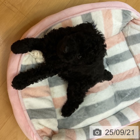 トイ・プードルの写真