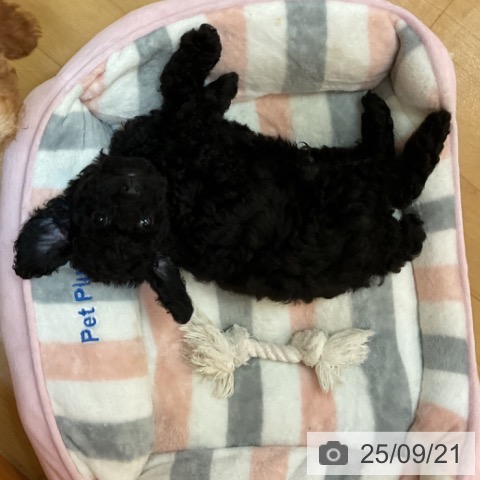 トイ・プードルの写真