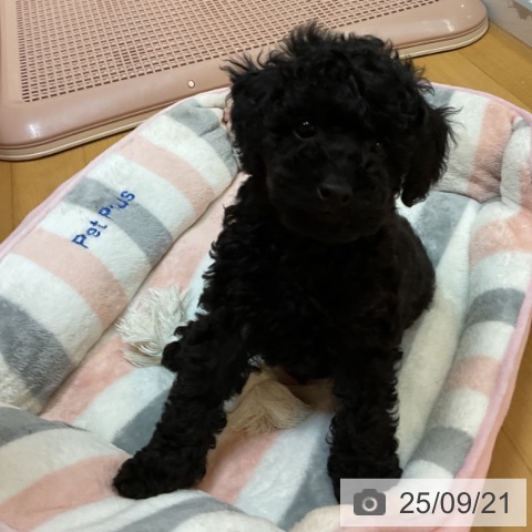 トイ・プードルの写真