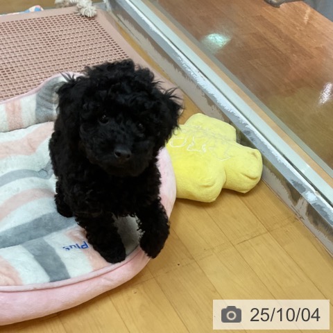 トイ・プードルの写真