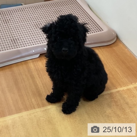 トイ・プードルの写真