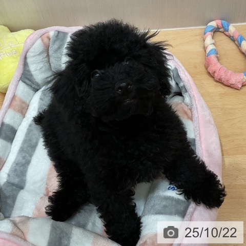 トイ・プードルの写真