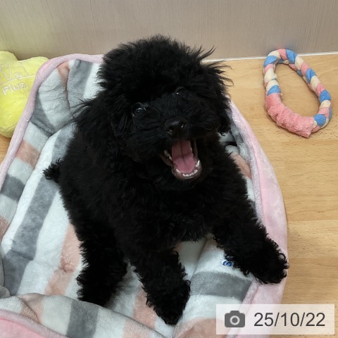 トイ・プードルの写真