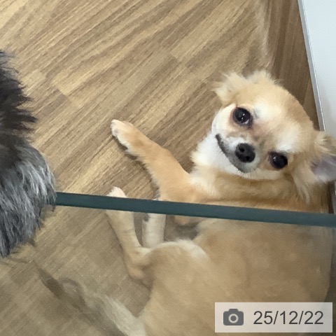 茨城県のチワワ(ロング) (ペッツワン 阿見店/2025年7月13日生まれ/女の子/フォーンセーブルホワイト)の子犬の3枚目の画像