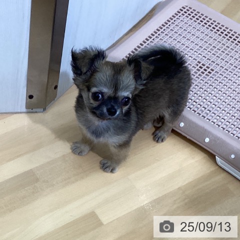 チワワの写真