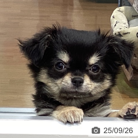 チワワの写真