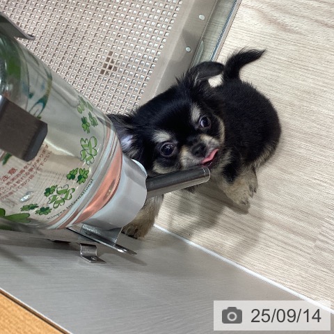 チワワの写真