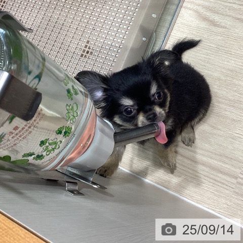 チワワの写真
