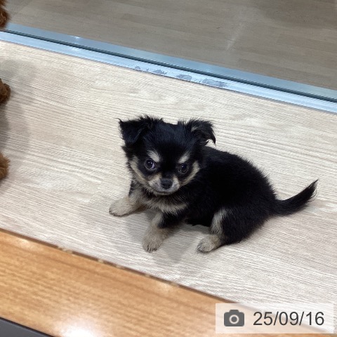 チワワの写真