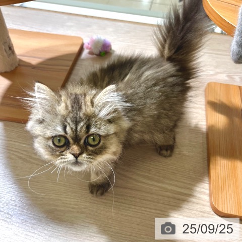 ペルシャの写真