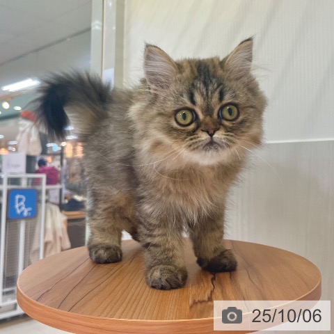 ペルシャの写真