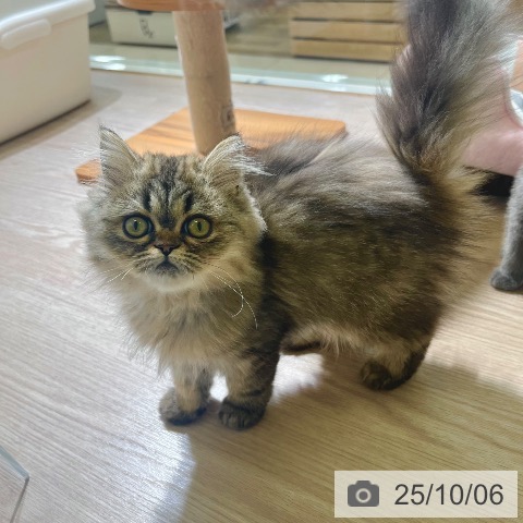 ペルシャの写真