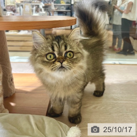 ペルシャの写真