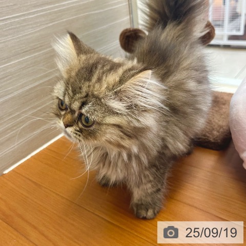 ペルシャの写真