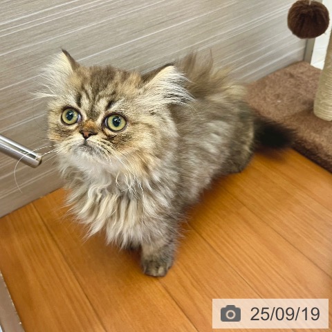 ペルシャの写真