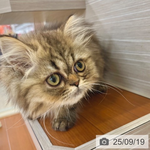 ペルシャの写真