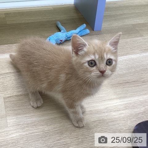 スコティッシュフォールドの写真
