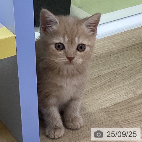 スコティッシュフォールドの写真