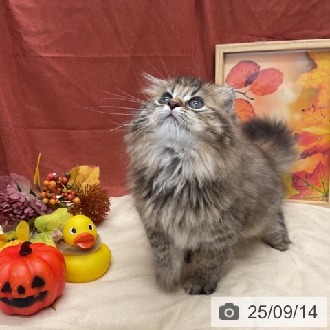 スコティッシュフォールドの写真