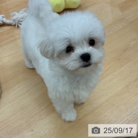 マルチーズの写真