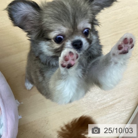 チワワの写真