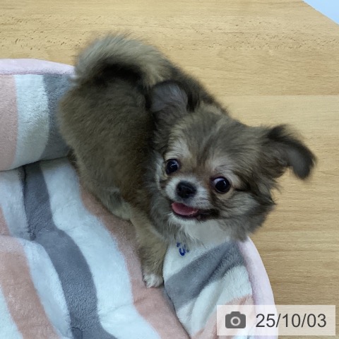 チワワの写真