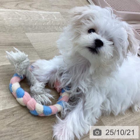 マルチーズの写真