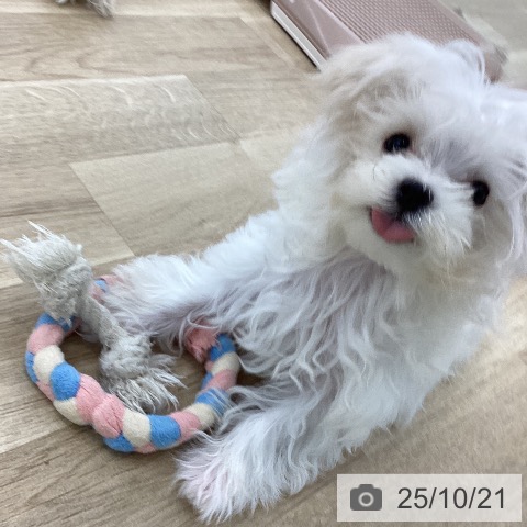 マルチーズの写真