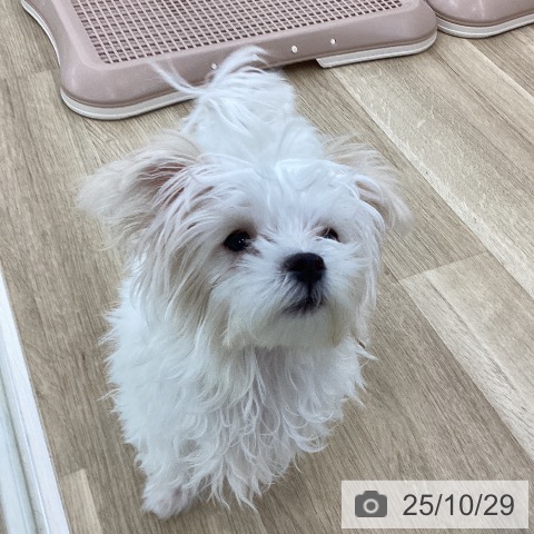 マルチーズの写真