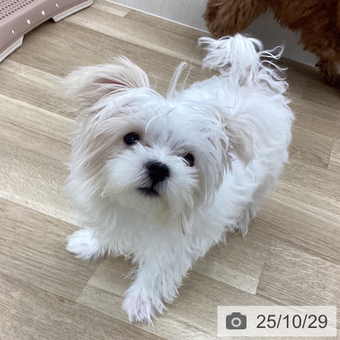マルチーズの写真